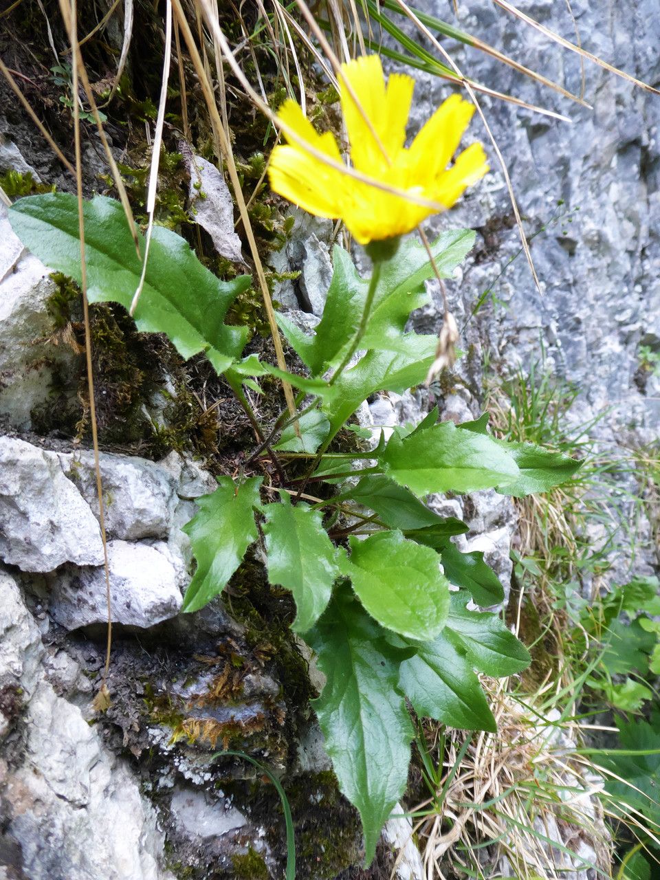 Hieracium humile habit