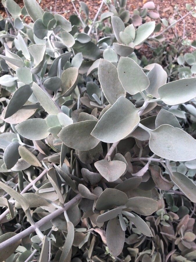 Kalanchoe bracteata — search result for 'Kalanchoe'