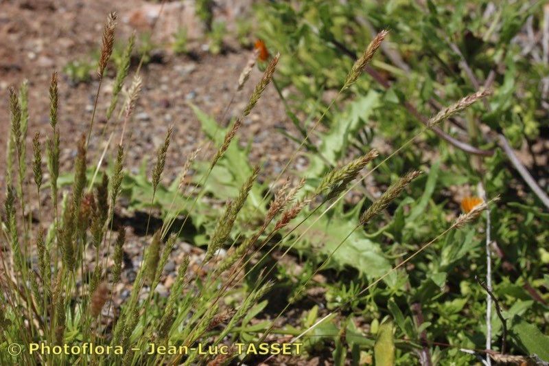 Avellinia festucoides habit