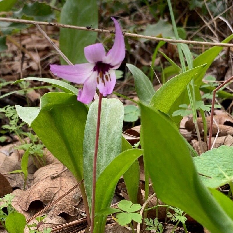 Erythronium hendersonii flower