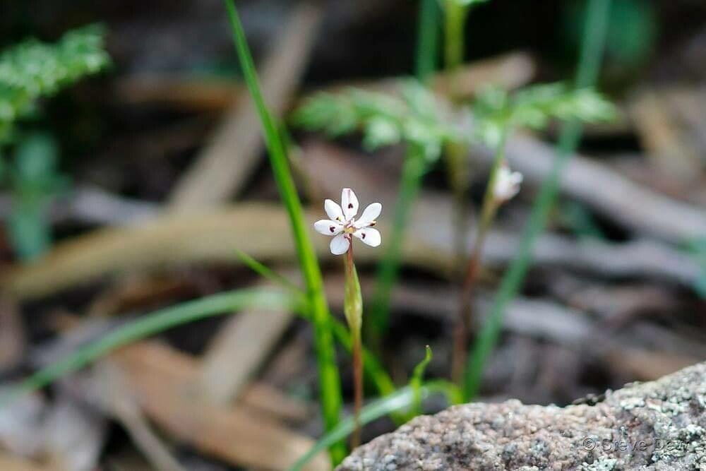 Wurmbea punctata flower