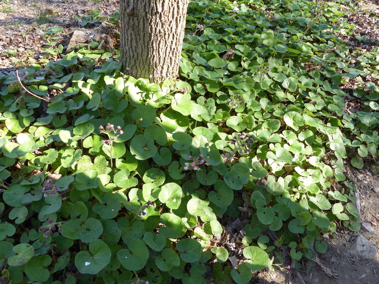Petasites fragrans habit