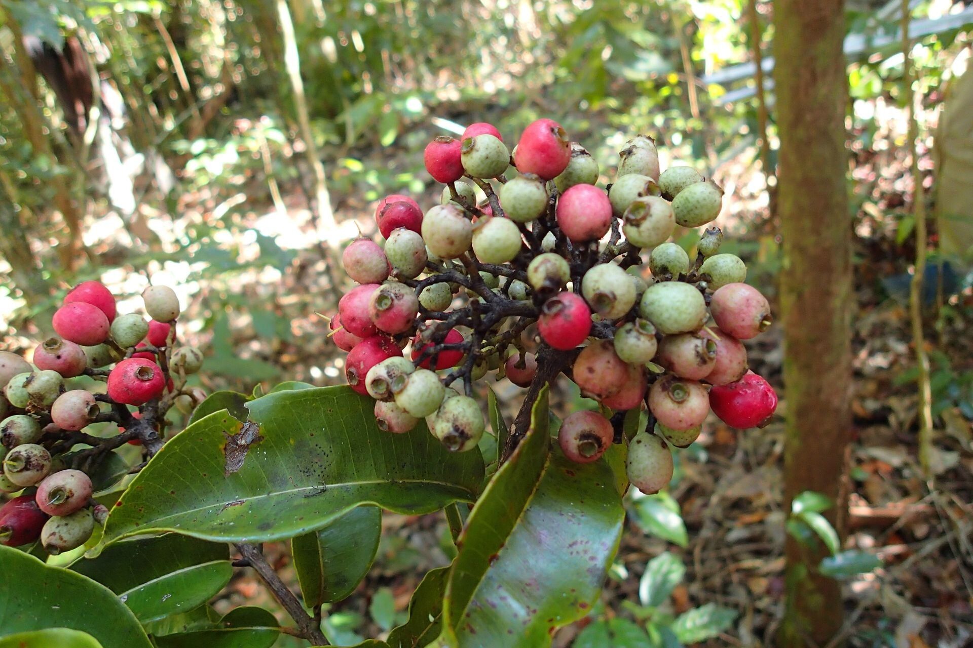 Syzygium densiflorum fruit