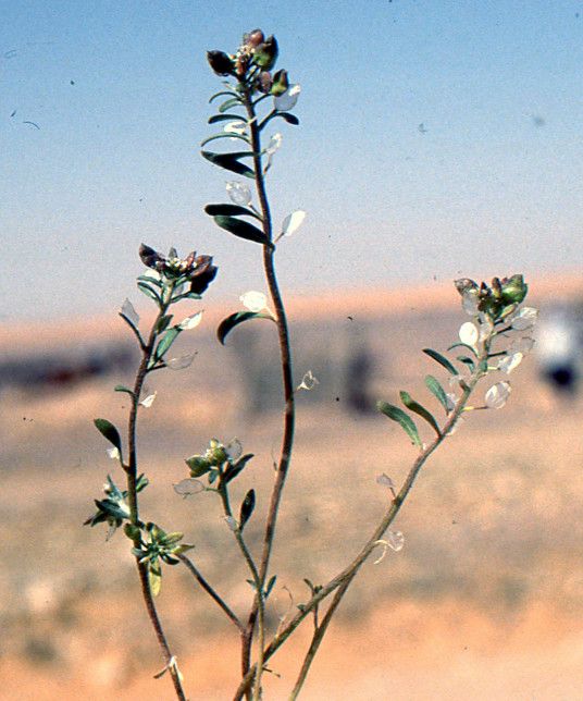 Lobularia libyca other