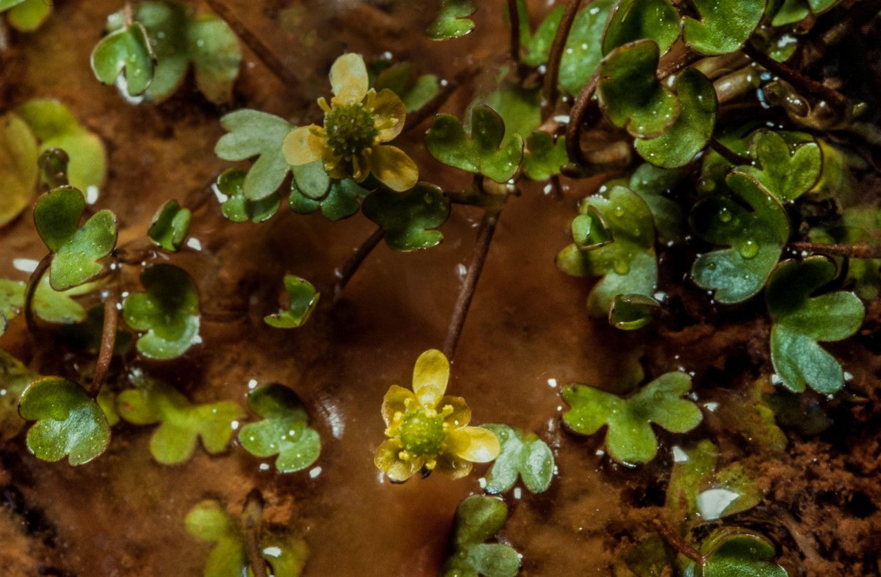 Ranunculus hyperboreus — houseplant care guide