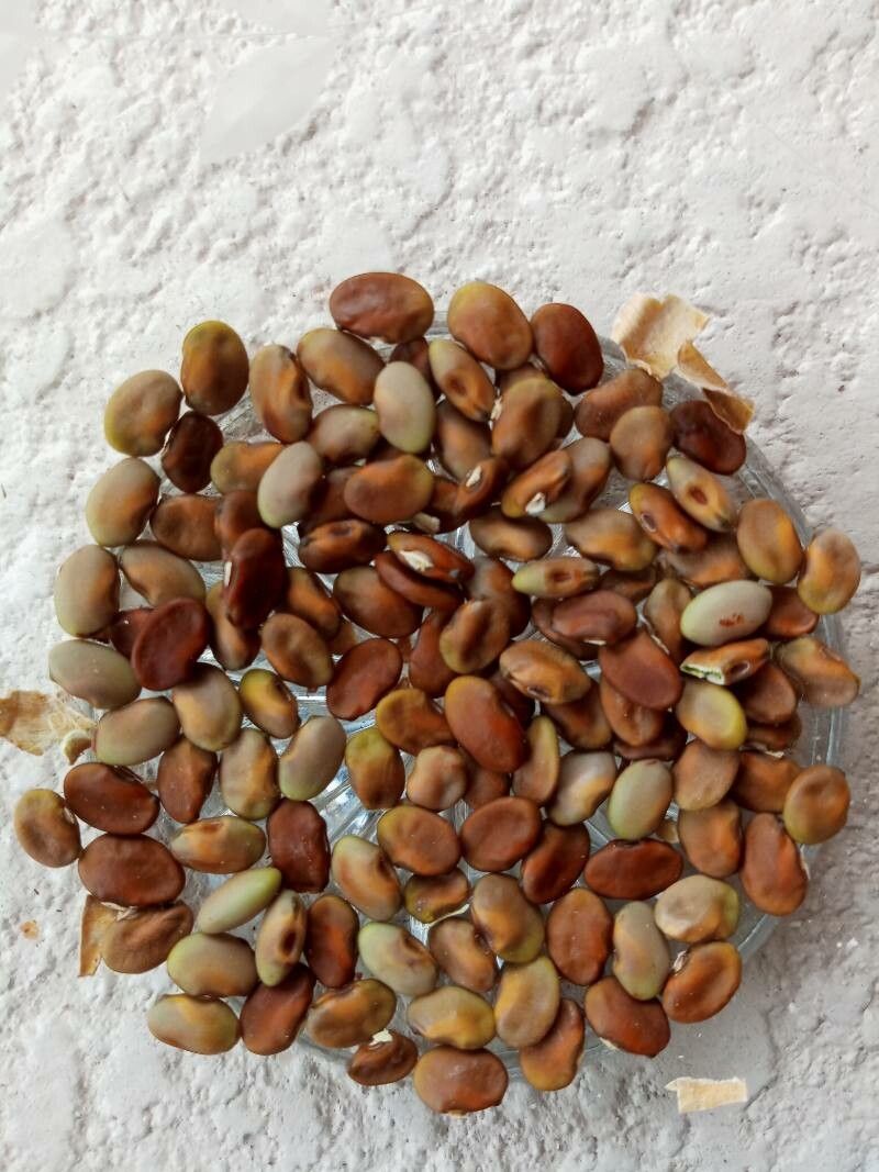 Canavalia sericea — houseplant care guide