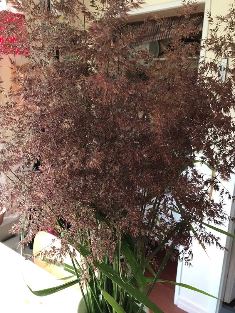 Melinis minutiflora flower