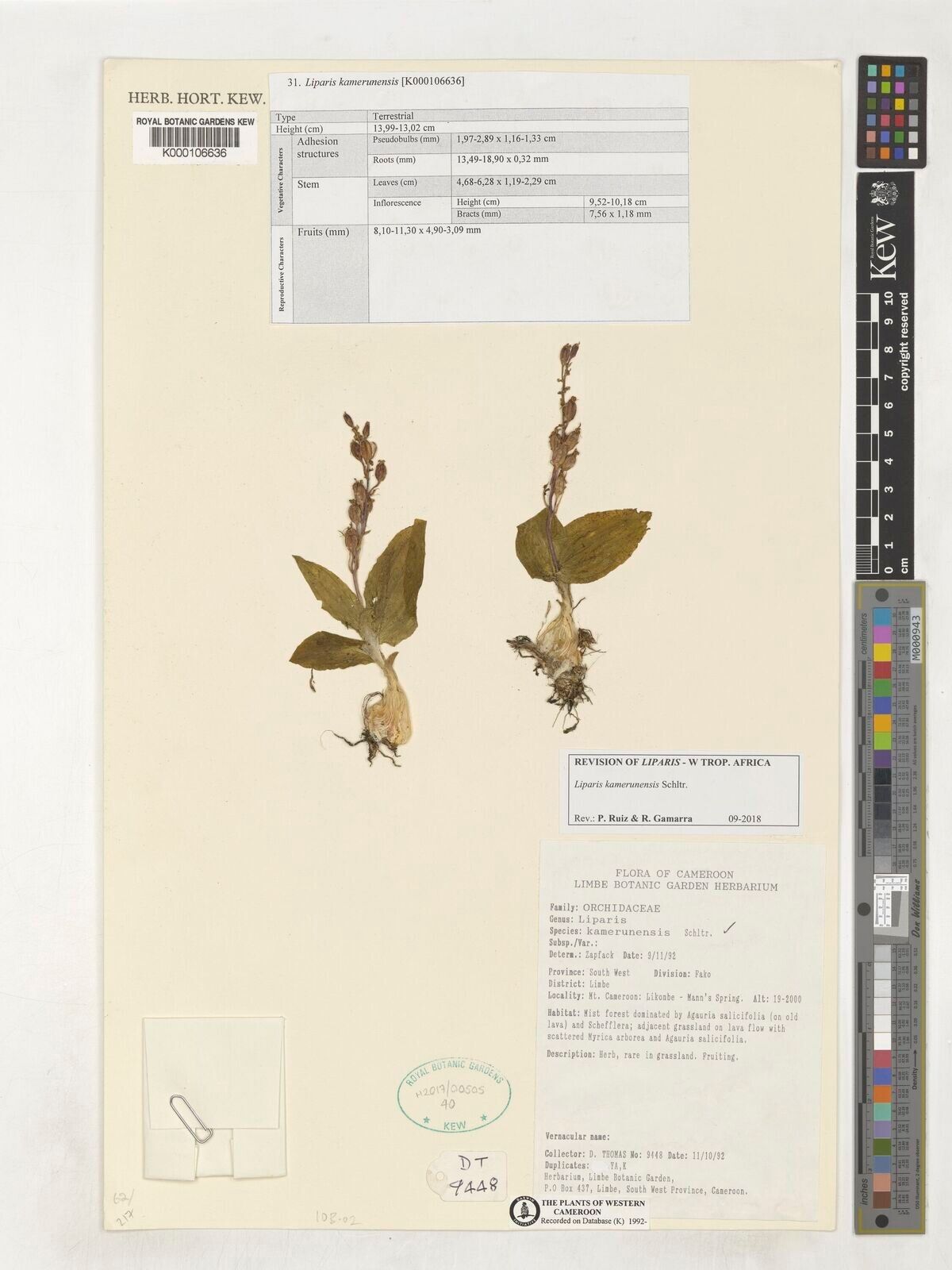 Liparis kamerunensis — houseplant care guide