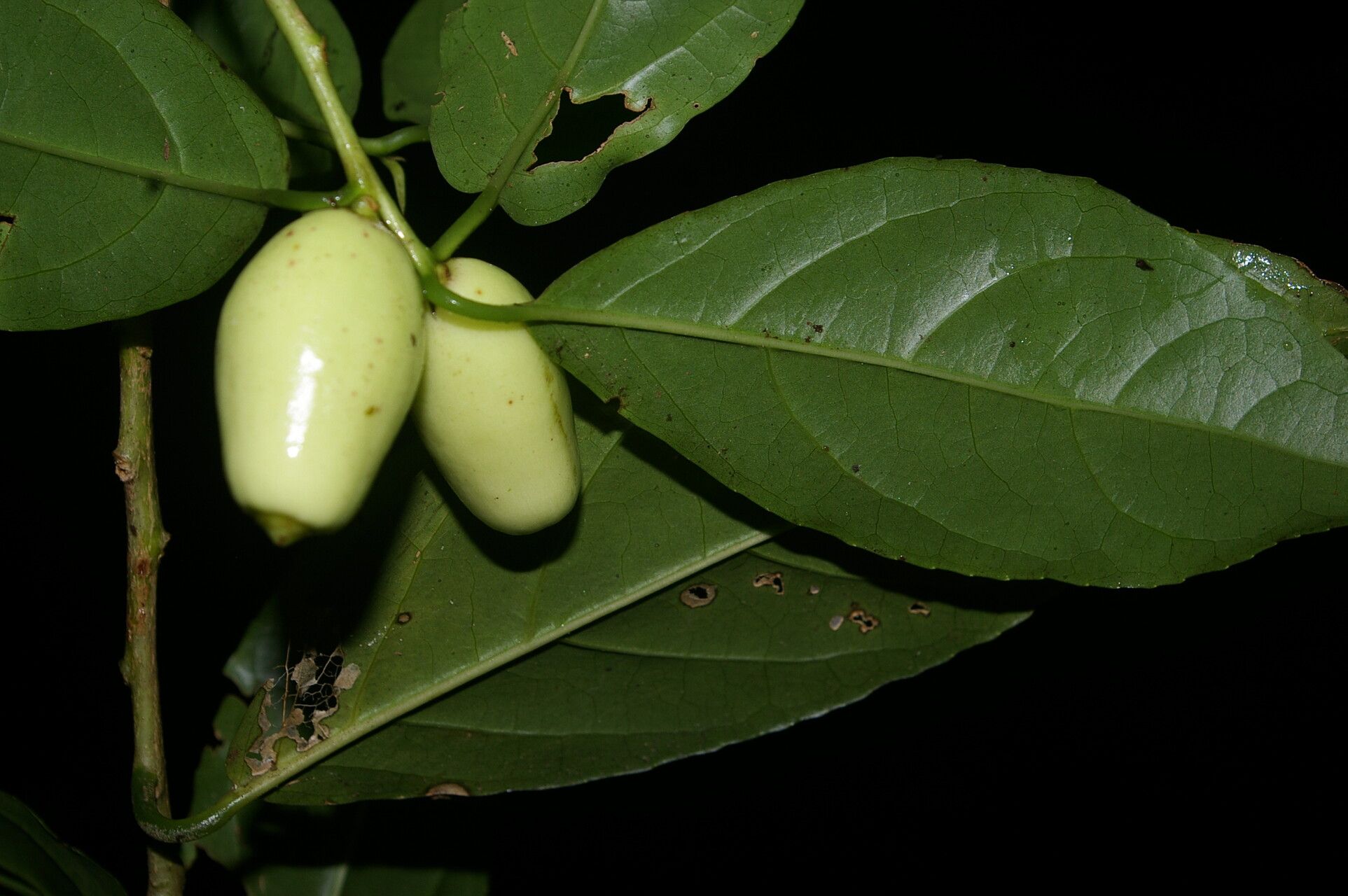 Symplocos panamensis fruit