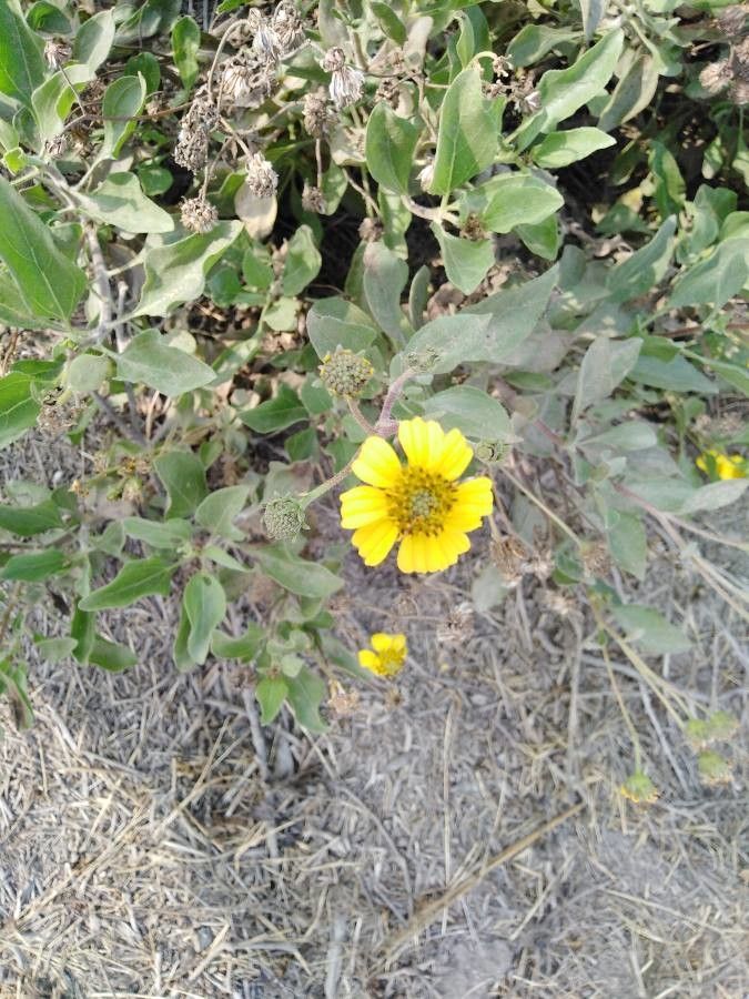 Encelia canescens flower