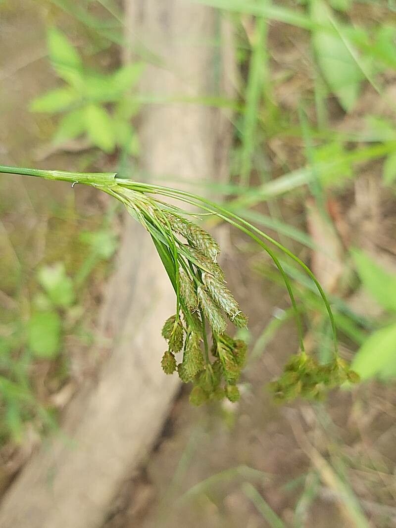 Scirpus pendulus leaf