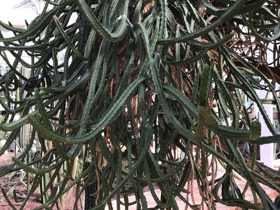 Euphorbia curvirama — houseplant care guide