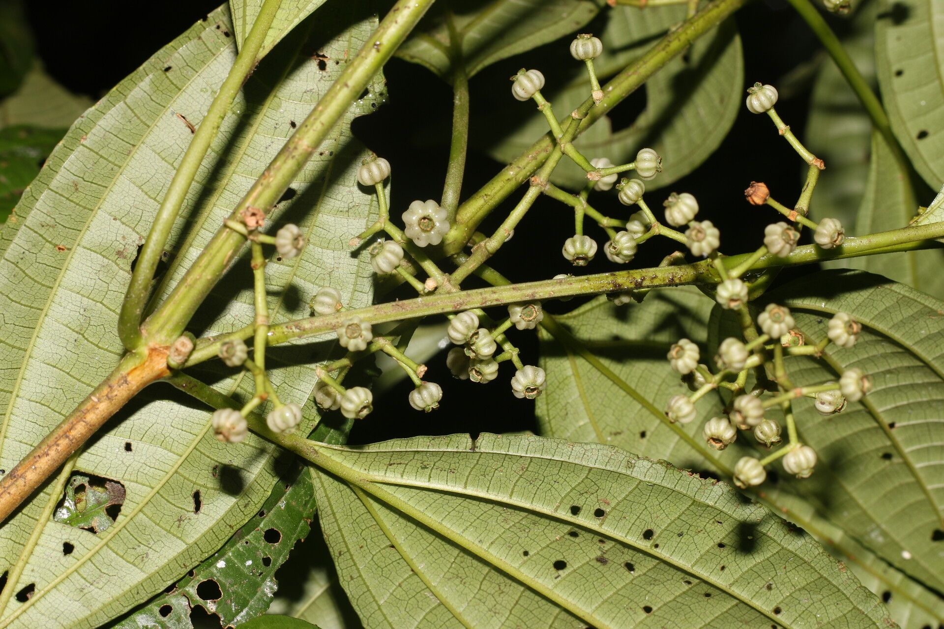 Miconia neomicrantha flower