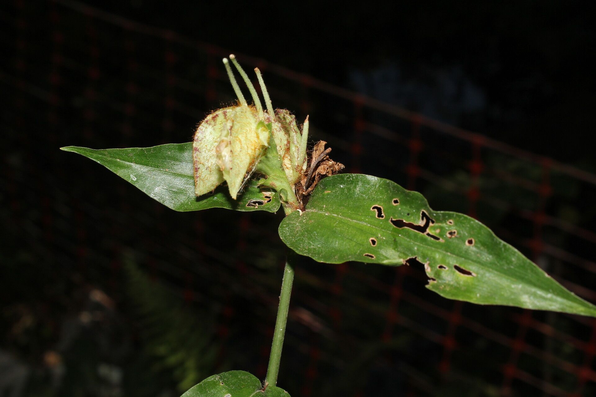 Commelina obliqua flower