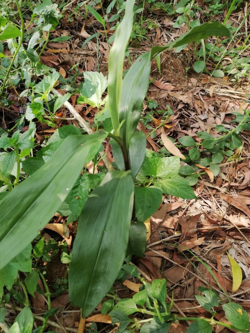 Habenaria physuriformis — houseplant care guide