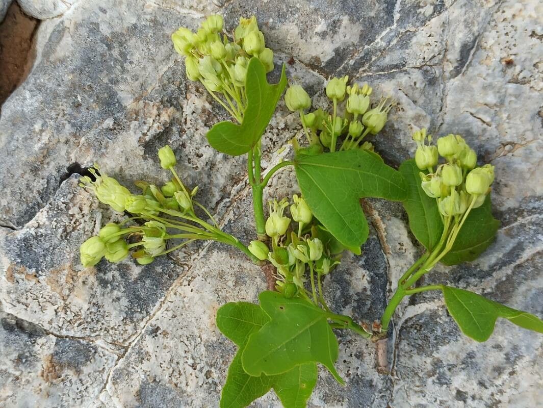 Acer sempervirens flower