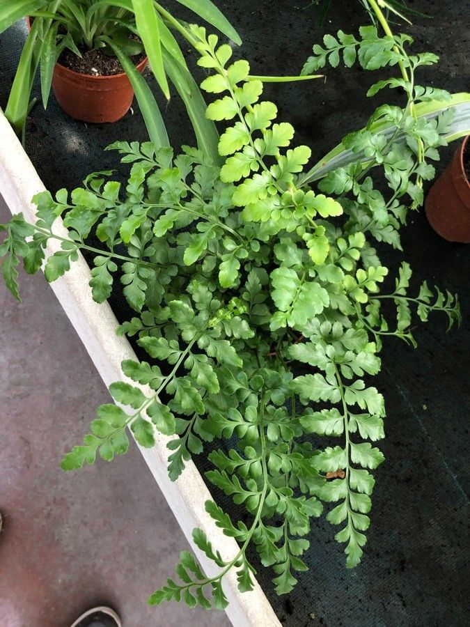 Asplenium trilobum leaf