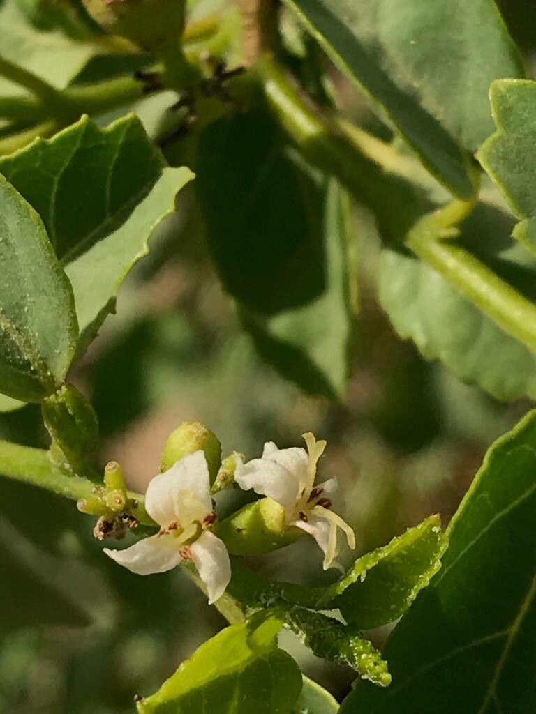Cordia dichotoma flower
