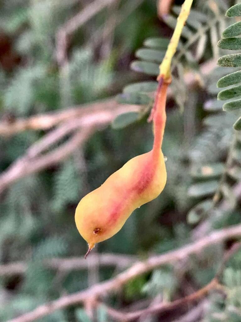 Prosopis koelziana fruit