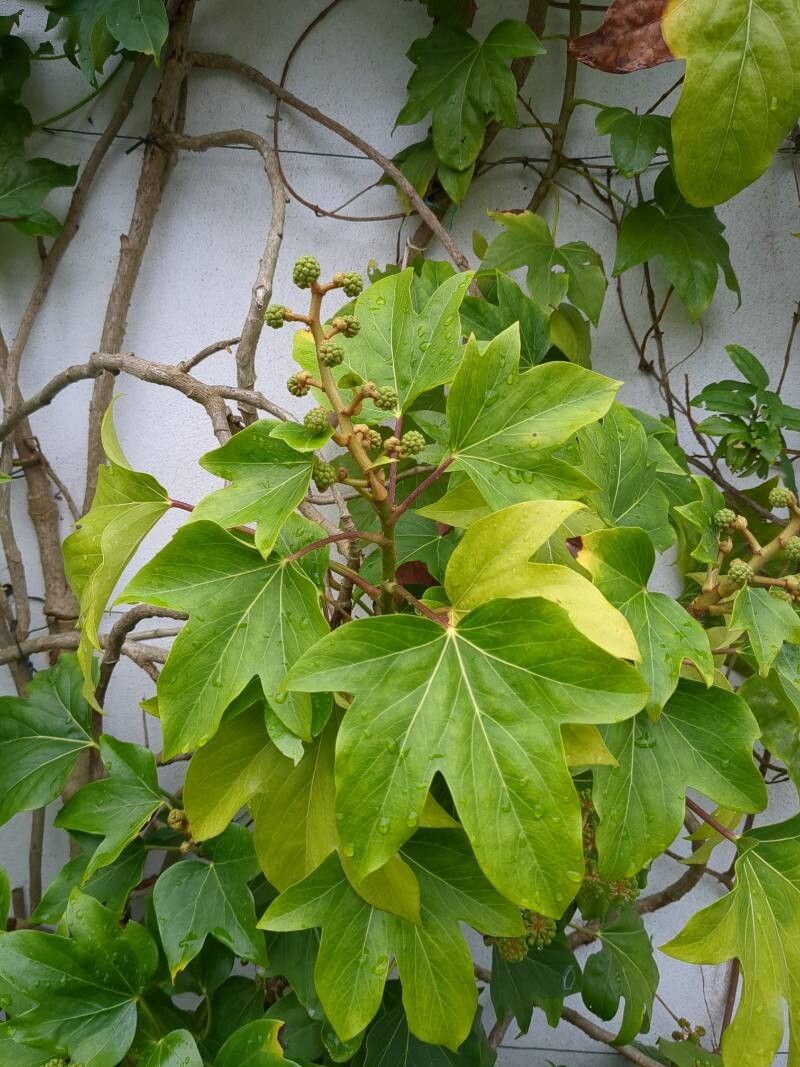 × Fatshedera lizei fruit