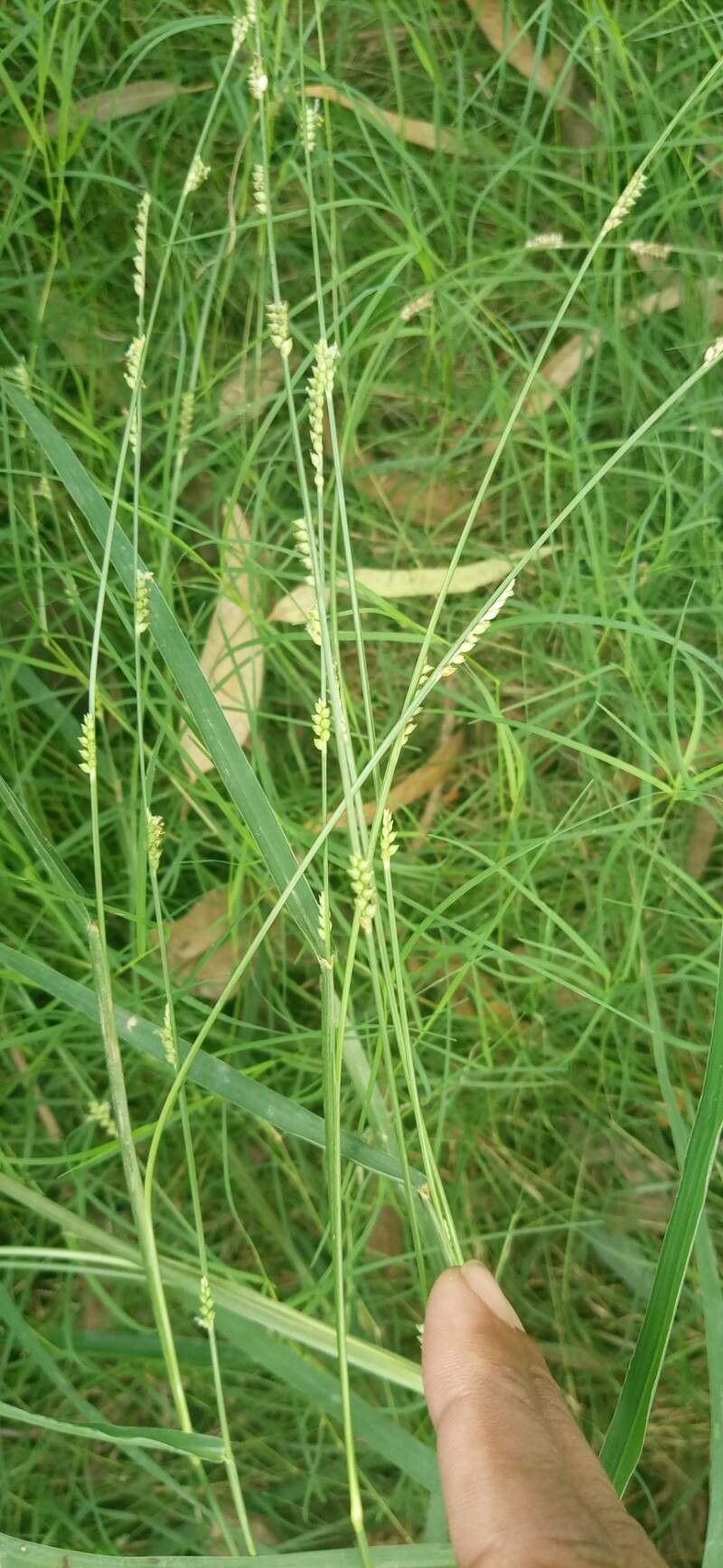 Setaria geminata flower