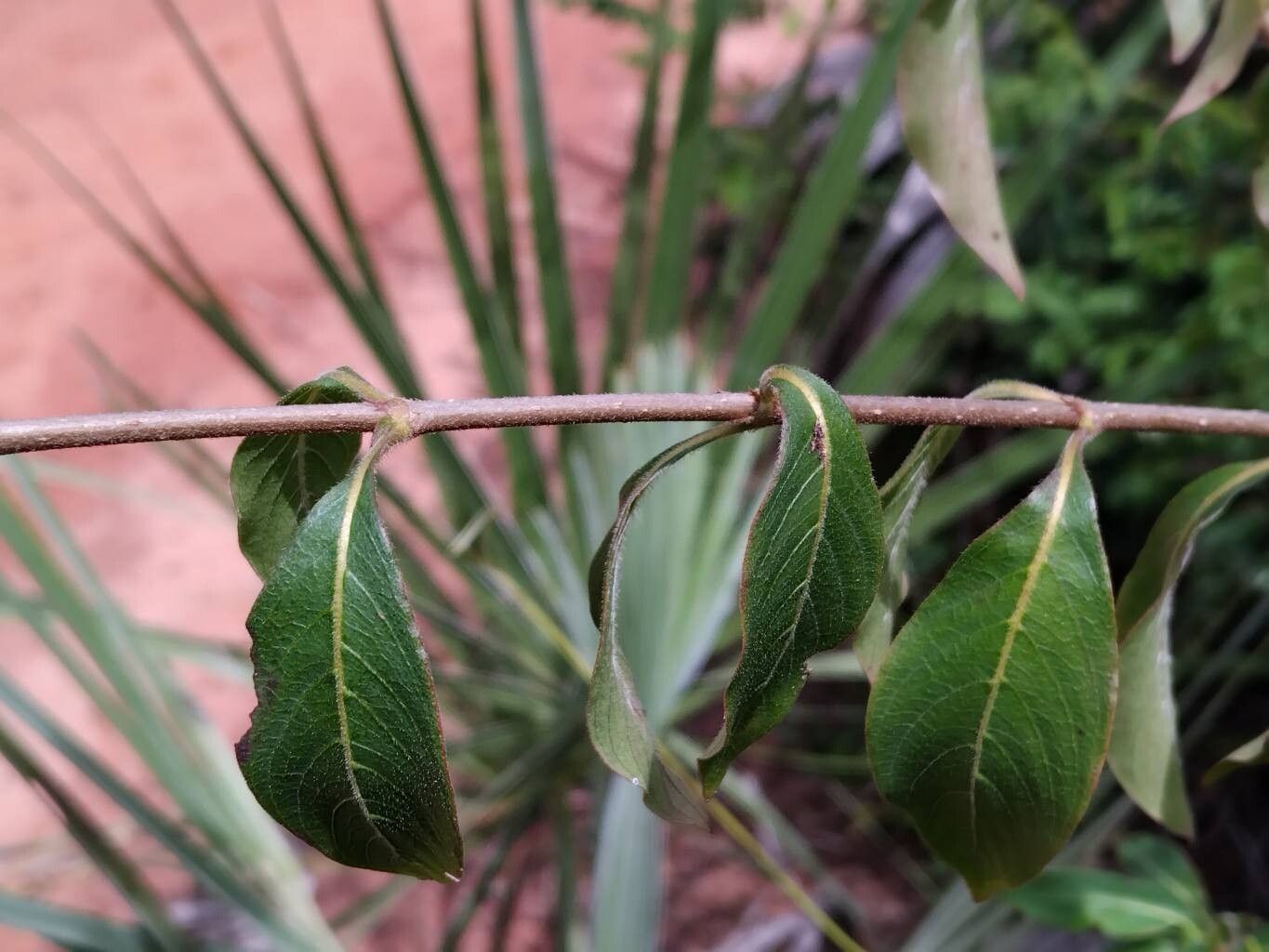 Paracarphalea kirondron leaf