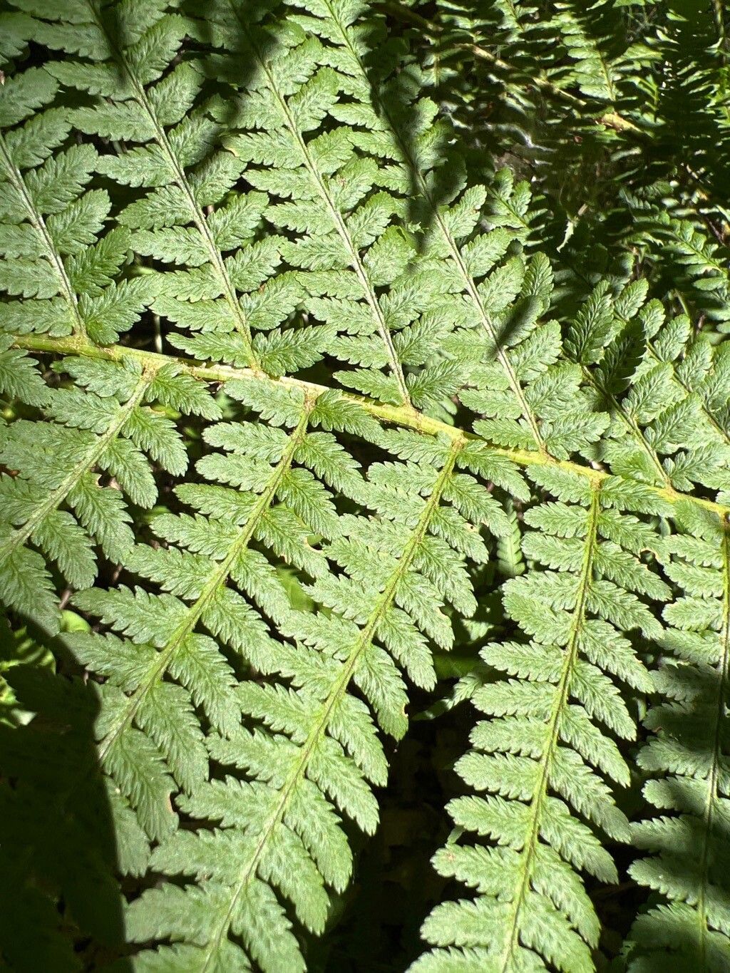 Oreopteris limbosperma flower