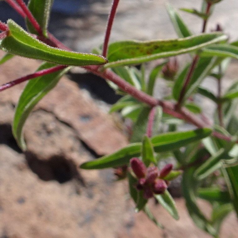 Stevia chamaedrys — related species from the same genus