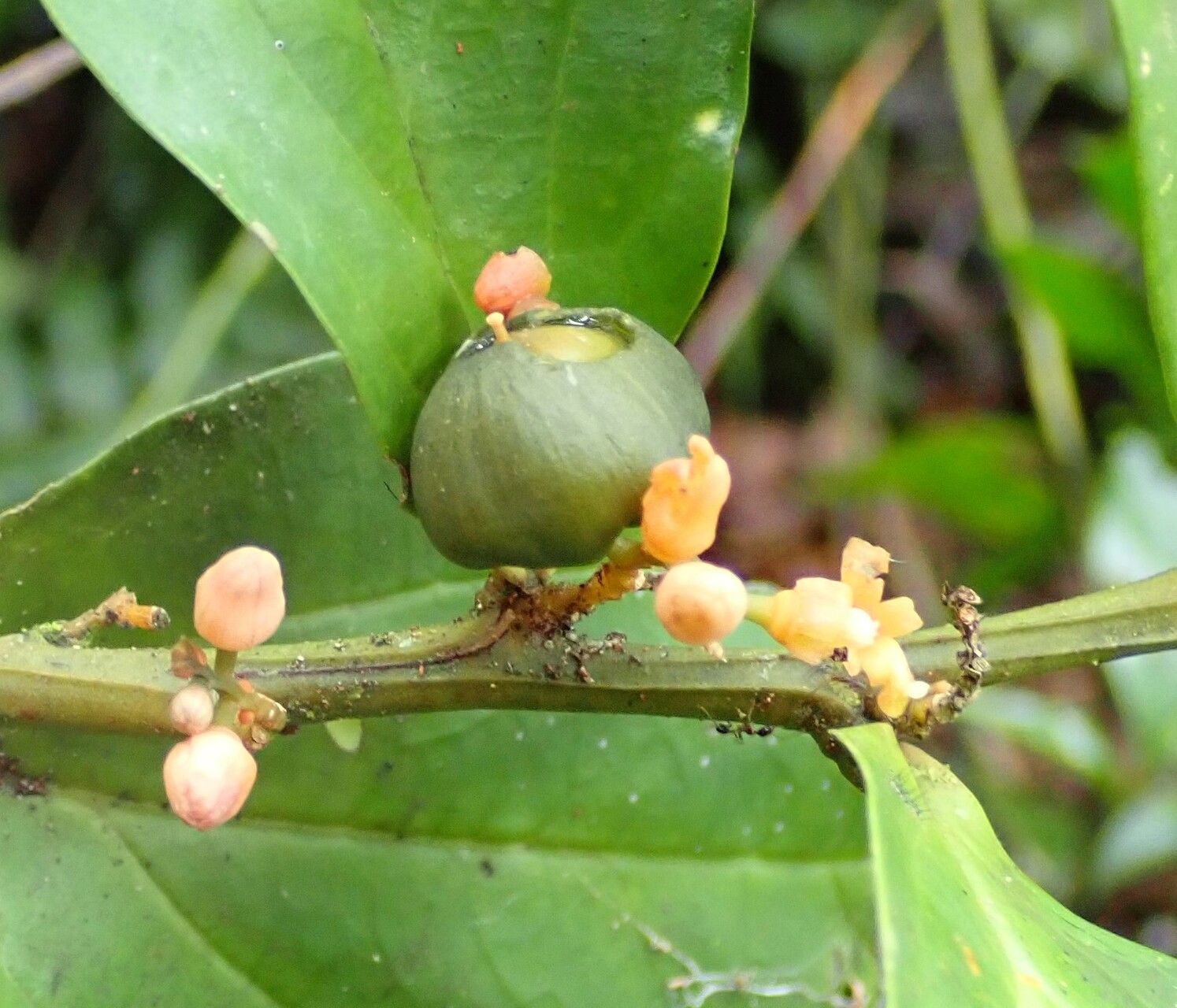 Olax triplinervia fruit