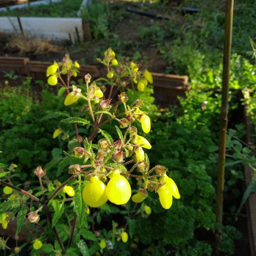 Calceolaria tripartita flower