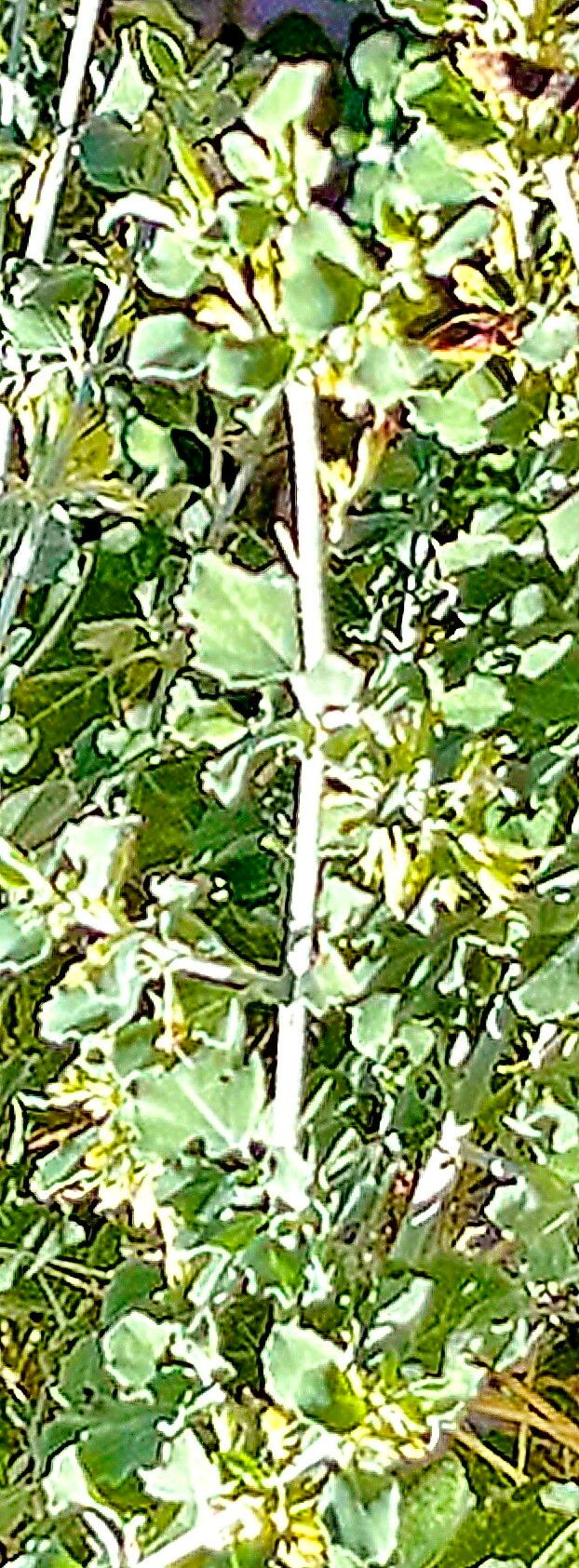 Condea anitae — related species from the same genus