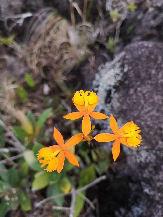 Epidendrum radicans flower