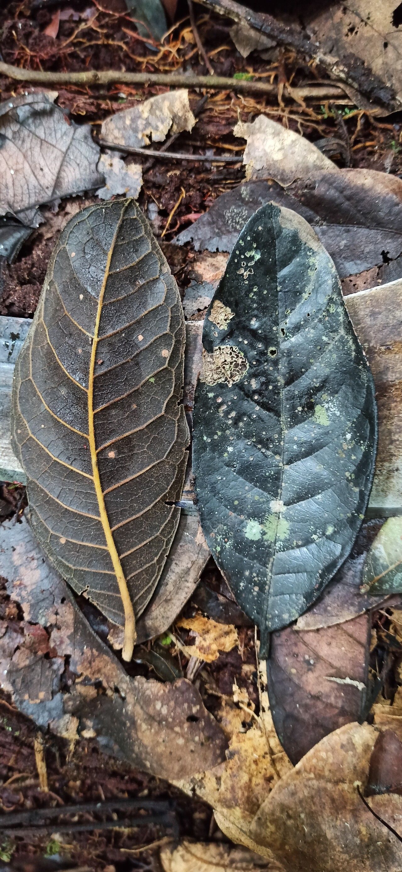 Beilschmiedia fulva — houseplant care guide