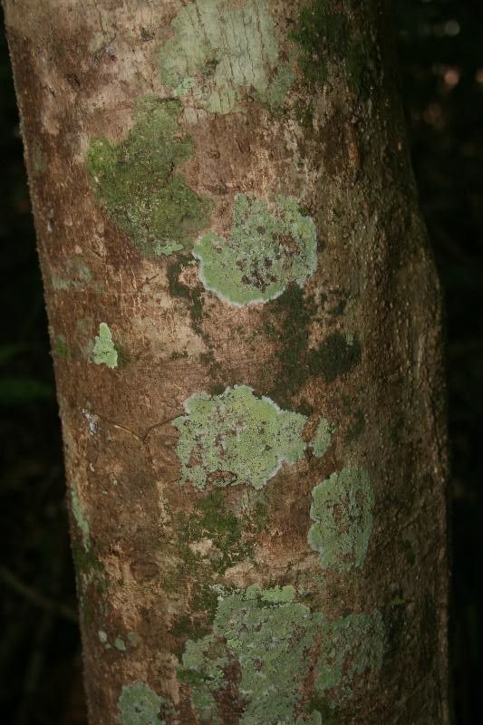 Didymopanax decaphyllus bark