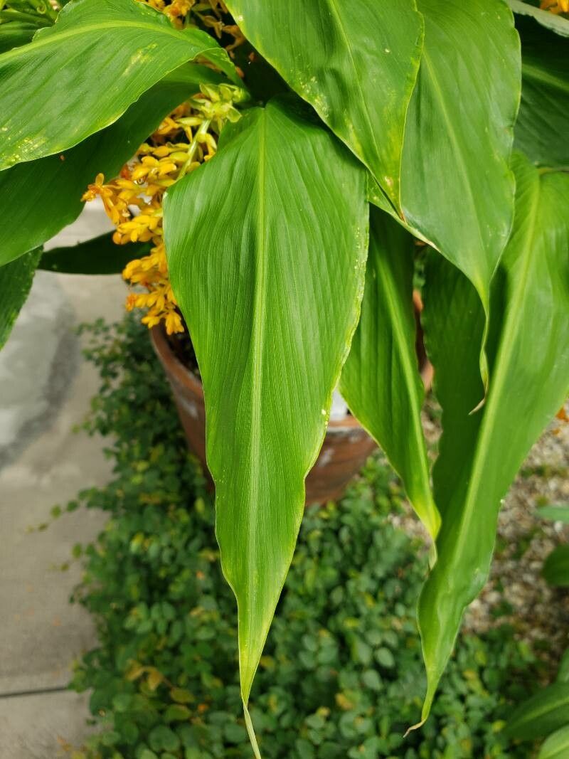 Globba marantina leaf