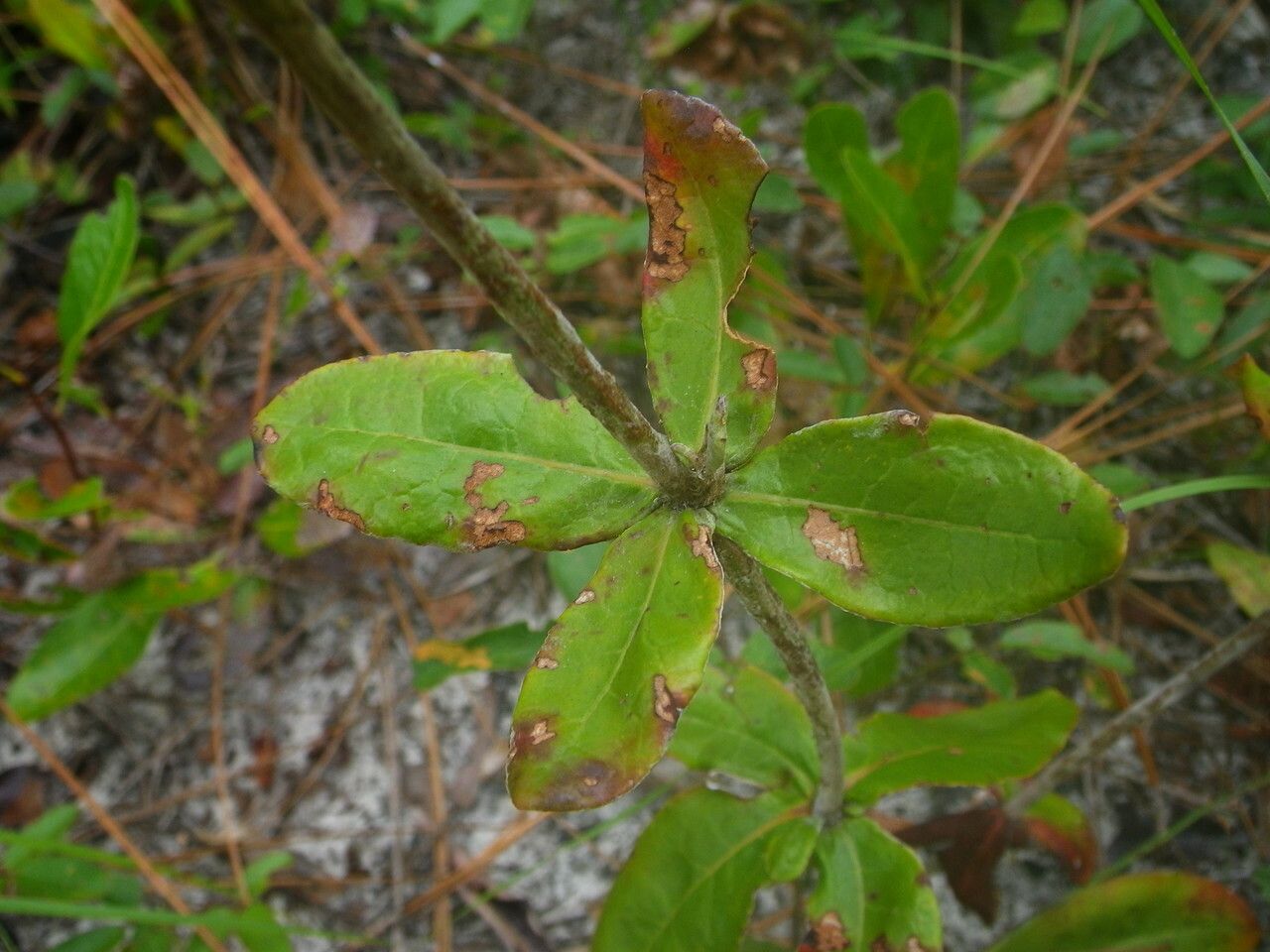 Eriogonum tomentosum — search result for 'Eriogonum'
