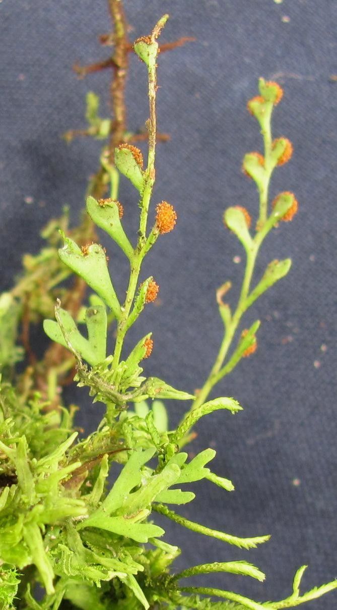 Pleopeltis fallax other