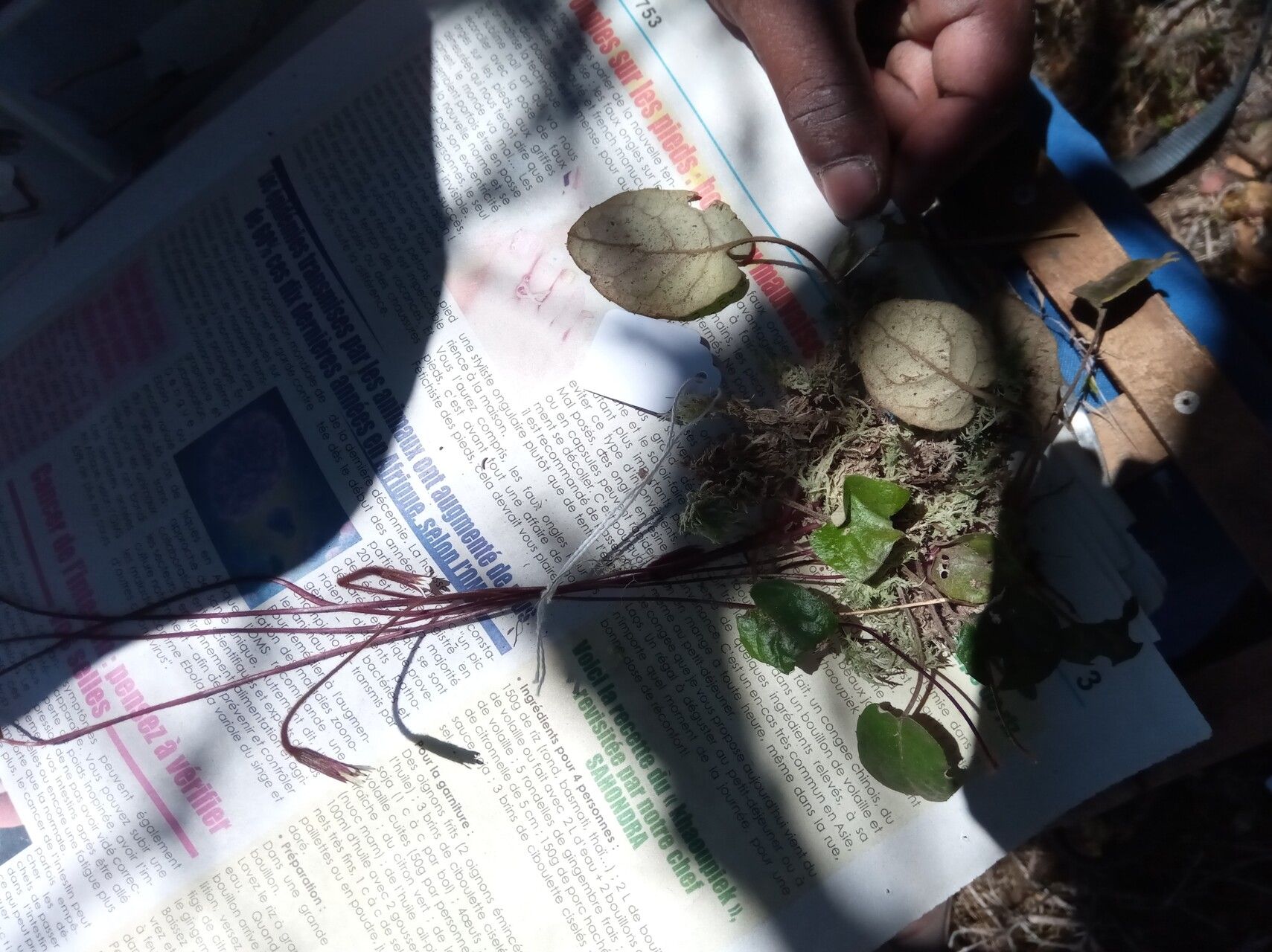 Gerbera perrieri — search result for 'Gerbera'