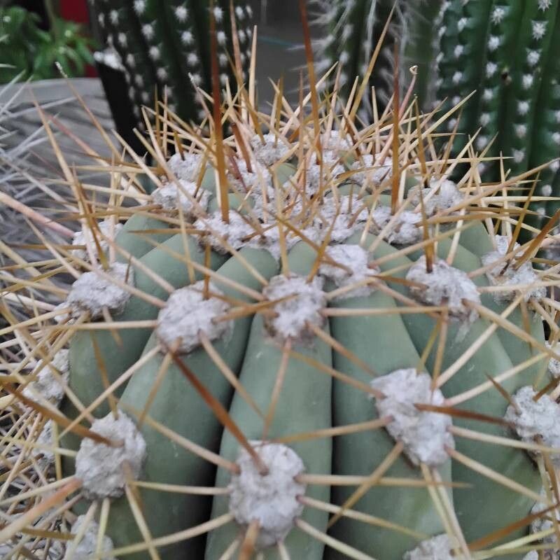 Weberbauerocereus cephalomacrostibas other
