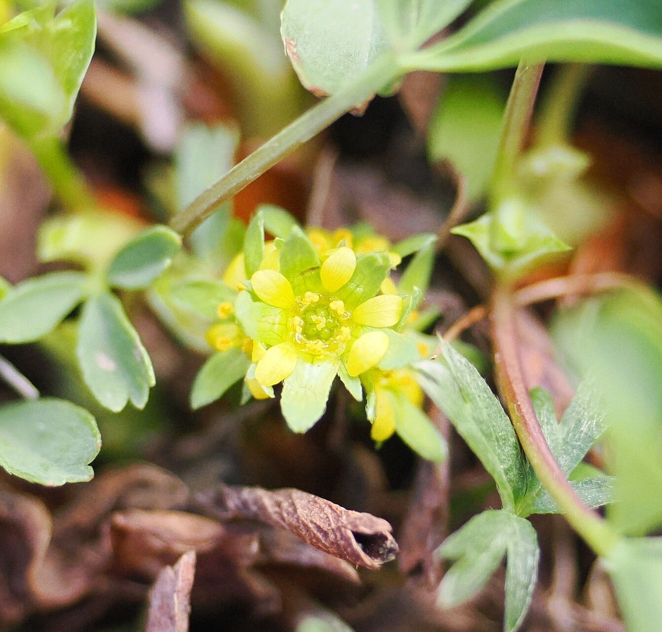 Sibbaldia parviflora flower