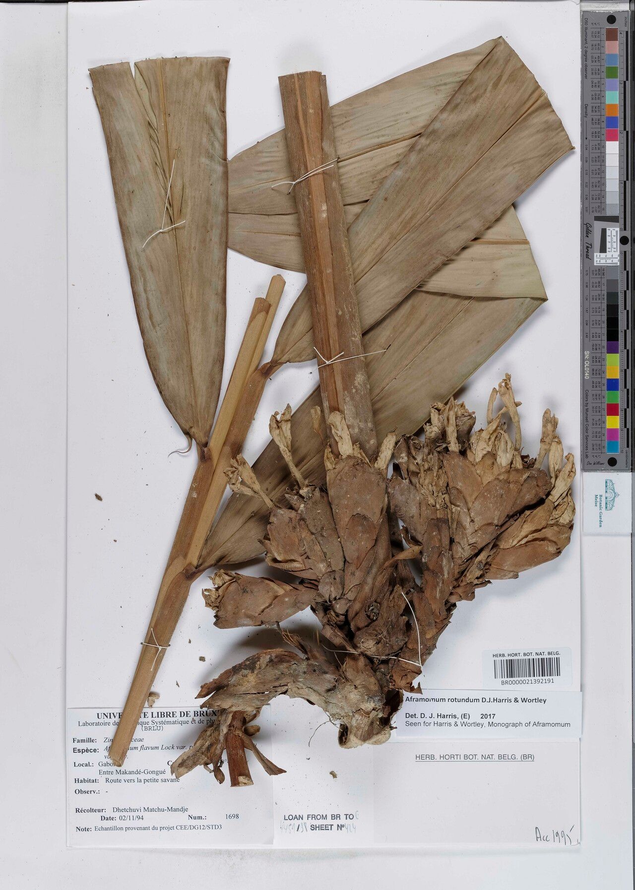 Aframomum rotundum — houseplant care guide