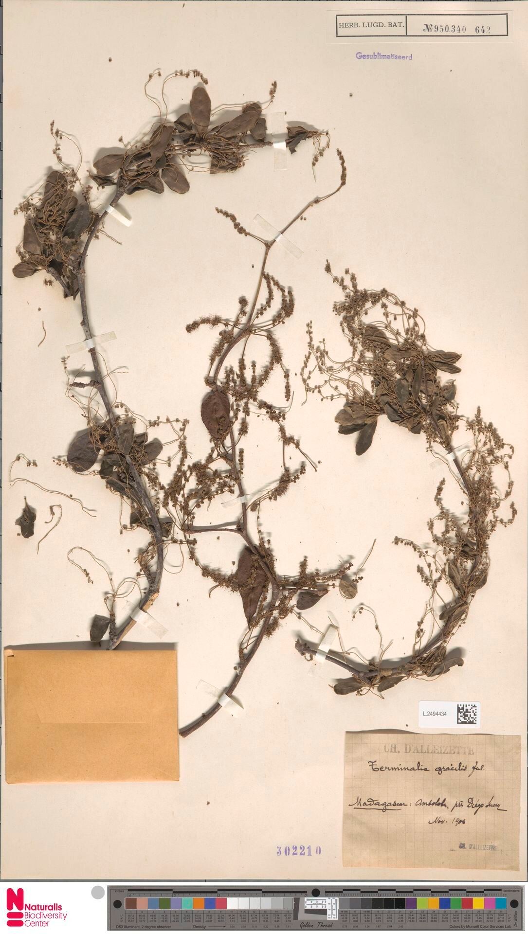 Terminalia gracilis — houseplant care guide