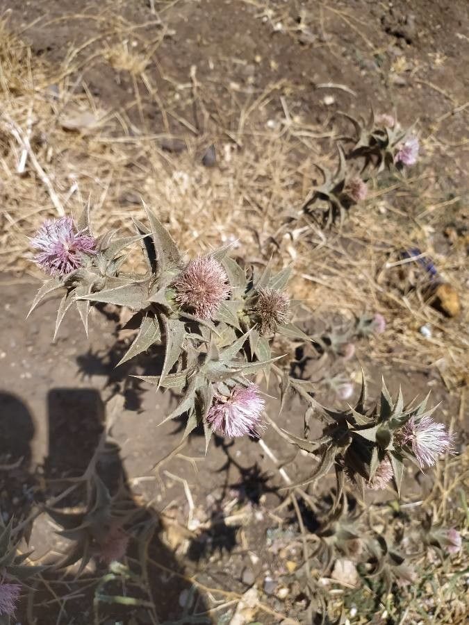 Carthamus glaucus flower