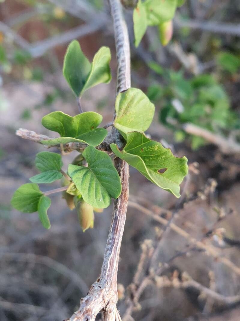 Ipomoea stenosiphon — houseplant care guide