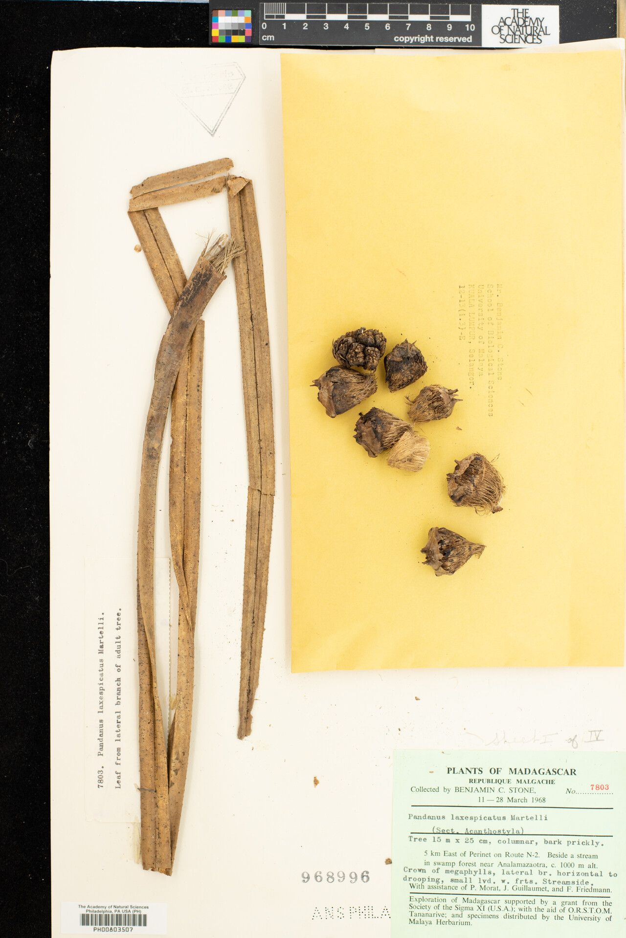 Pandanus laxespicatus — houseplant care guide