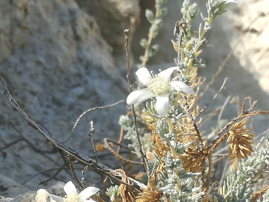 Reaumuria vermiculata flower