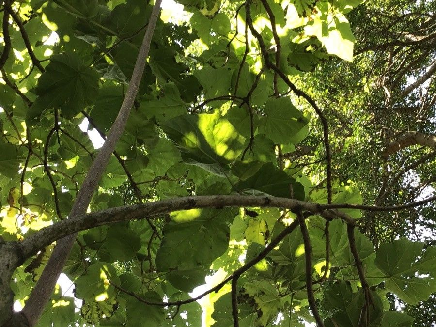 Paulownia kawakamii leaf