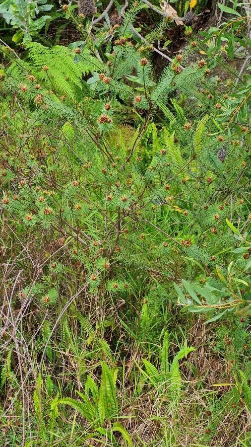 Pultenaea stipularis leaf