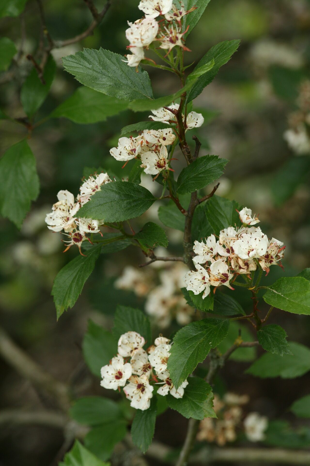 Crataegus baroussana flower