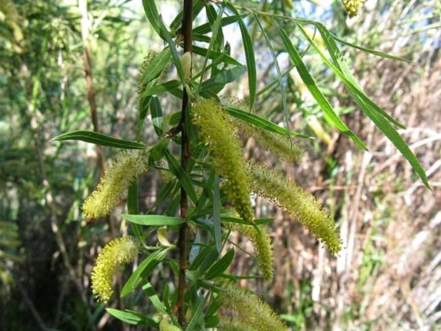 Salix humboldtiana flower